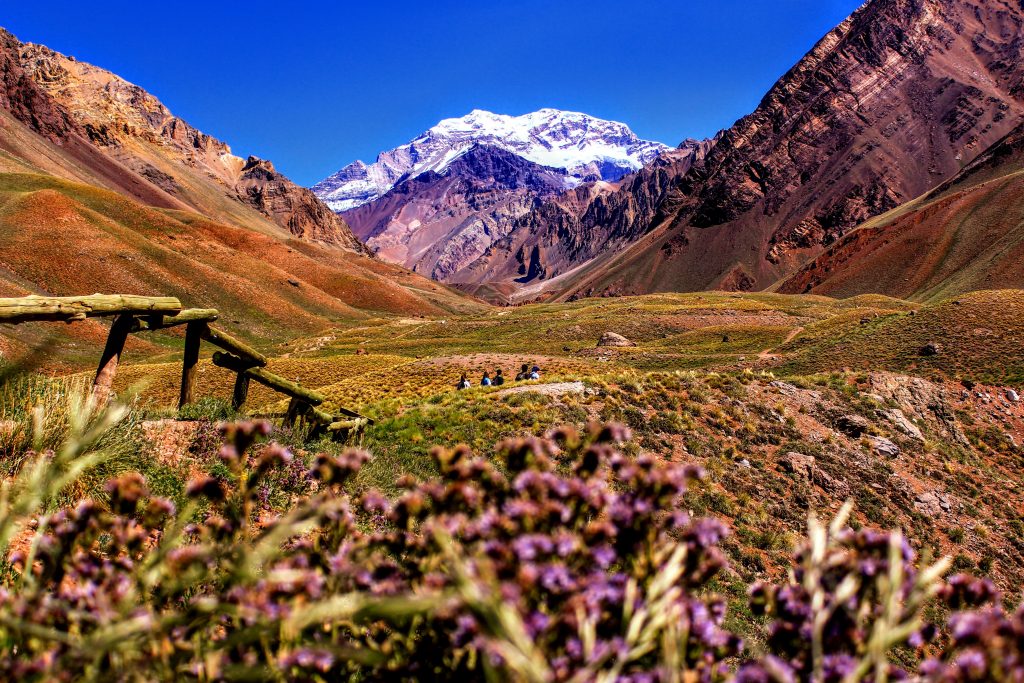 Ground view of the Andes Mountains in Mendoza, Argentina with pretty, purple flowers in the foreground.
