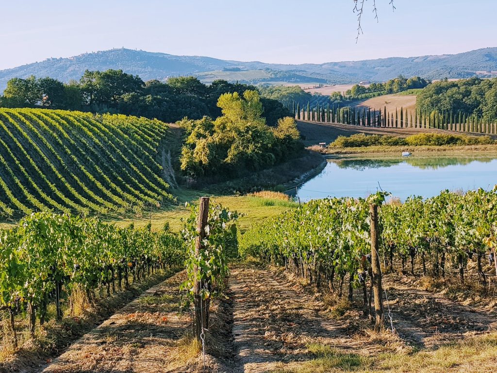 This is an image of a vineyard in Tuscany on a hill with a pretty pond or lake next to it.